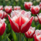 Tulpe 'Canasta' - 25 Stück