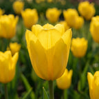 Tulpe 'Candela' - 20 Stück