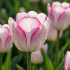 Tulipa 'Candy Club' - Tulpe