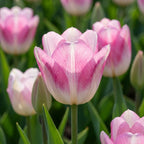 Tulipa 'Candy Club' - Tulpe