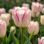 Tulipa 'Candy Club' - Tulpe