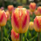 Tulpe 'Candy Corner' - 20 Stück