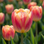 Tulpe 'Candy Corner' - 20 Stück