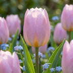 Tulpe 'Candy Prince' - 20 Stück