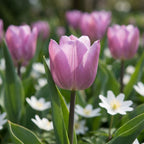 Tulpe 'Candy Prince' - 20 Stück