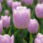 Tulpe 'Candy Prince' - 20 Stück