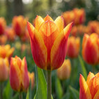 Tulpe 'Cape Cod' - 25 Stück