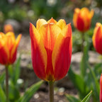Tulpe 'Cape Cod' - 25 Stück