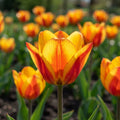 Tulpe 'Cape Cod' - 25 Stück