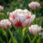 Tulpe 'Carnaval De Nice' - 15 Stück