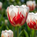 Tulpe 'Carnaval De Rio' - 25 Stück