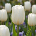 Tulpe 'Catherina' - 20 Stück
