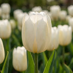 Tulpe 'Catherina' - 20 Stück