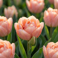 Tulipa 'Charming Lady' - Tulpe