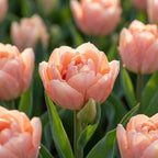 Tulipa 'Charming Lady' - Tulpe