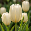 Tulipa 'City Of Vancouver' - Tulpe