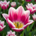 Tulpe 'Claudia' - 20 Stück