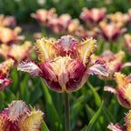 Tulpe 'Colour Fusion' - 15 Stück