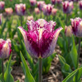 Tulpe 'Colour Fusion' - 15 Stück