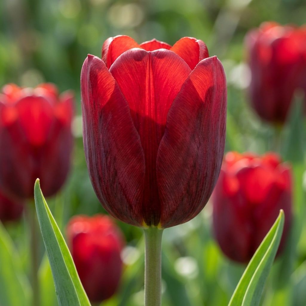Tulpe 'Couleur Cardinal' - 25 Stück