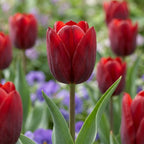 Tulpe 'Couleur Cardinal' - 25 Stück