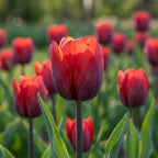 Tulpe 'Couleur Cardinal' - 25 Stück