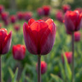 Tulpe 'Couleur Cardinal - Gold Collection' - 1 Stück