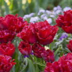 Tulpe 'Cranberry Thistle' - 10 Stück