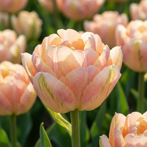 Tulpe 'Creme Upstar' - 20 Stück - LumiBlumi