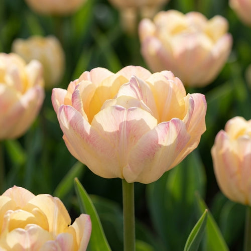 Tulpe 'Creme Upstar' - 20 Stück - LumiBlumi