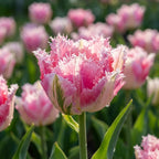 Tulpe 'Crispion Sweet' - 15 Stück