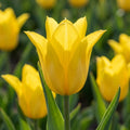 Tulpe 'Crown Jewel' - 25 Stück