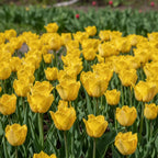 Tulpe 'Crystal Star' - 25 Stück