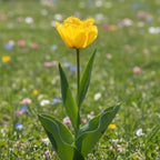 Tulpe 'Crystal Star' - 25 Stück
