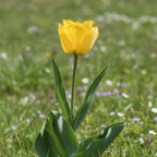 Tulpe 'Crystal Star' - 25 Stück