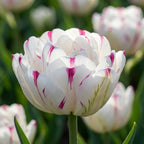 Tulpe 'Danceline' - 6 Stück