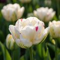 Tulpe 'Danceline' - 6 Stück
