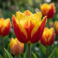 Tulpe 'Davenport' - 20 Stück
