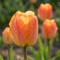 Tulipa 'Daydream' - Tulpe
