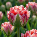 Tulpe 'Dazzling Sensation' - 15 Stück