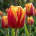 Tulipa 'Denmark' - Tulpe