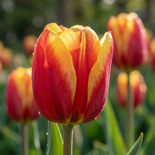 Tulipa 'Denmark' - Tulpe - LumiBlumi