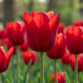 Tulpe 'Dirk' - 25 Stück