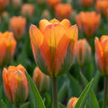 Tulipa 'Disneyland Paris' - Tulpe