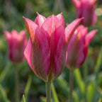 Tulpe 'Doll's Minuet' - 25 Stück