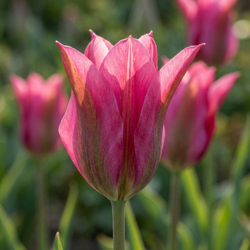 Tulpe 'Doll's Minuet' - 25 Stück - LumiBlumi