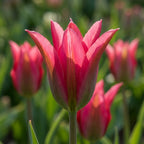 Tulpe 'Doll's Minuet' - 25 Stück