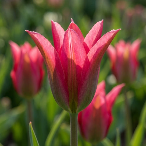 Tulpe 'Doll's Minuet' - 25 Stück - LumiBlumi