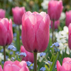 Tulpe 'Don Quichotte' - 20 Stück
