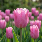 Tulpe 'Don Quichotte' - 20 Stück